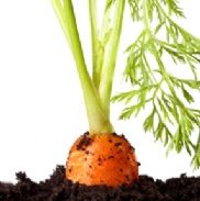 морковь 1.jpg